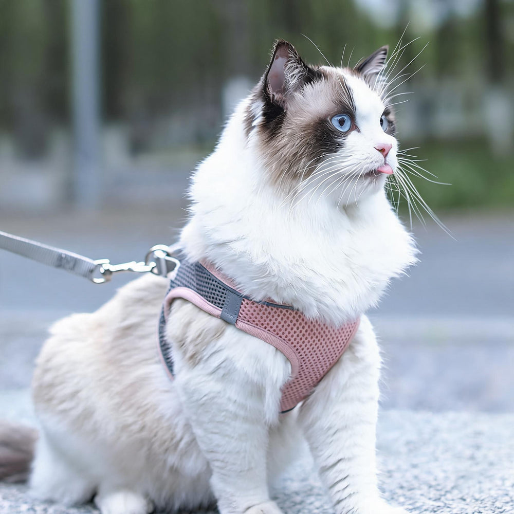 Pet Harness – main product photo on white background
